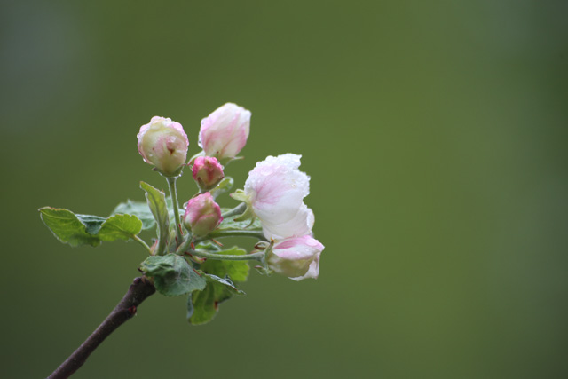 Omenapuu kukkii
